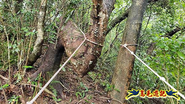 中坑橋-中坑西山尾稜-中坑西山-內盤山坑古道-新興宮O形 (17).jpg
