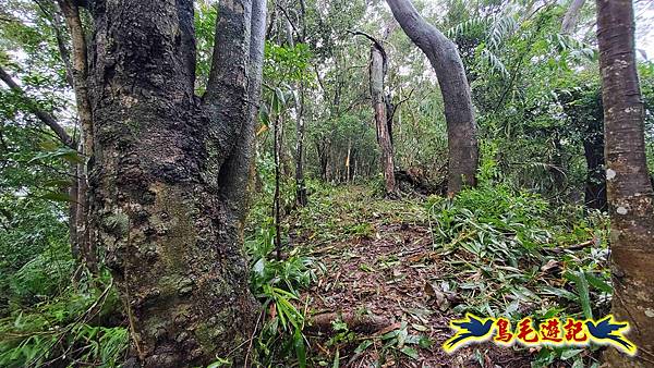 中坑橋-中坑西山尾稜-中坑西山-內盤山坑古道-新興宮O形 (18).jpg 中坑橋-中坑西山尾稜-中坑西山-內盤山坑古道-新興宮O形 (18).jpg