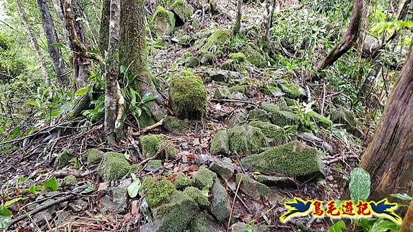 中坑橋-中坑西山尾稜-中坑西山-內盤山坑古道-新興宮O形 (19).jpg