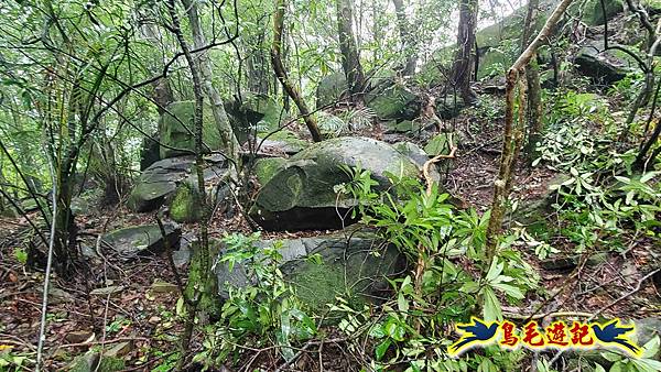 中坑橋-中坑西山尾稜-中坑西山-內盤山坑古道-新興宮O形 (22).jpg 中坑橋-中坑西山尾稜-中坑西山-內盤山坑古道-新興宮O形 (22).jpg