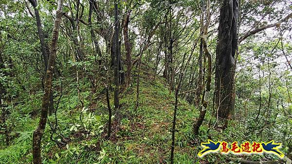 中坑橋-中坑西山尾稜-中坑西山-內盤山坑古道-新興宮O形 (26).jpg 中坑橋-中坑西山尾稜-中坑西山-內盤山坑古道-新興宮O形 (26).jpg