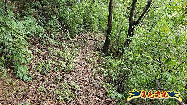 中坑橋-中坑西山尾稜-中坑西山-內盤山坑古道-新興宮O形 (45).jpg 中坑橋-中坑西山尾稜-中坑西山-內盤山坑古道-新興宮O形 (45).jpg