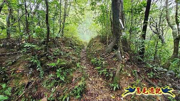 中坑橋-中坑西山尾稜-中坑西山-內盤山坑古道-新興宮O形 (43).jpg 中坑橋-中坑西山尾稜-中坑西山-內盤山坑古道-新興宮O形 (43).jpg