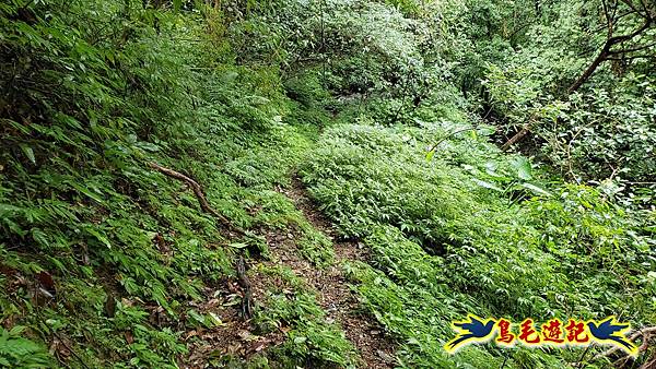 中坑橋-中坑西山尾稜-中坑西山-內盤山坑古道-新興宮O形 (51).jpg 中坑橋-中坑西山尾稜-中坑西山-內盤山坑古道-新興宮O形 (51).jpg