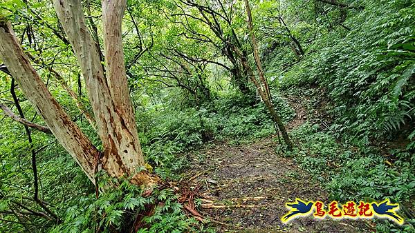 中坑橋-中坑西山尾稜-中坑西山-內盤山坑古道-新興宮O形 (55).jpg 中坑橋-中坑西山尾稜-中坑西山-內盤山坑古道-新興宮O形 (55).jpg