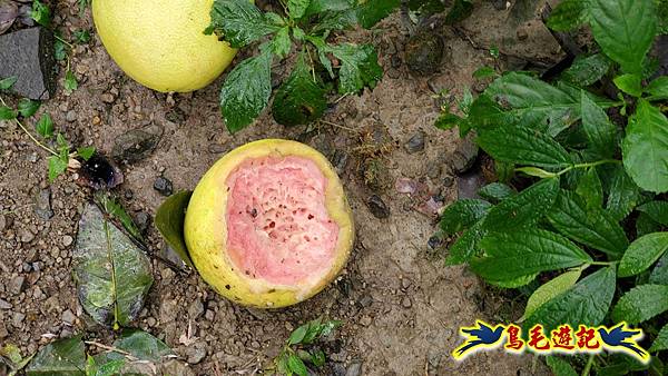 中坑橋-中坑西山尾稜-中坑西山-內盤山坑古道-新興宮O形 (60).jpg 中坑橋-中坑西山尾稜-中坑西山-內盤山坑古道-新興宮O形 (60).jpg