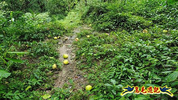中坑橋-中坑西山尾稜-中坑西山-內盤山坑古道-新興宮O形 (59).jpg