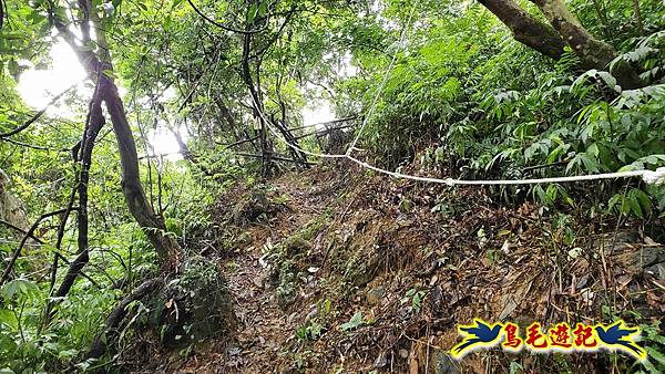 中坑橋-中坑西山尾稜-中坑西山-內盤山坑古道-新興宮O形 (72).jpg 中坑橋-中坑西山尾稜-中坑西山-內盤山坑古道-新興宮O形 (72).jpg