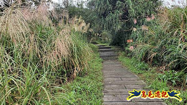 淡蘭山徑暖東舊道-頂子寮山-五分山-西峰-荖寮坑古道去回 (23).jpg