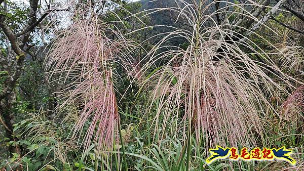 淡蘭山徑暖東舊道-頂子寮山-五分山-西峰-荖寮坑古道去回 (24).jpg