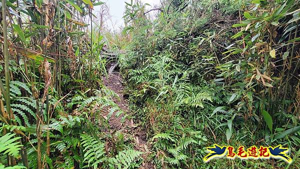 淡蘭山徑暖東舊道-頂子寮山-五分山-西峰-荖寮坑古道去回 (45).jpg