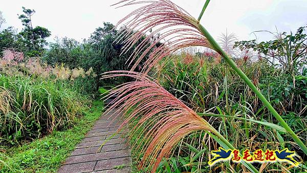 淡蘭山徑暖東舊道-頂子寮山-五分山-西峰-荖寮坑古道去回 (48).jpg
