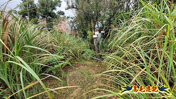 淡蘭山徑暖東舊道-頂子寮山-五分山-西峰-荖寮坑古道去回 (47).jpg
