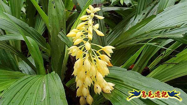 淡蘭山徑暖東舊道-頂子寮山-五分山-西峰-荖寮坑古道去回 (73).jpg