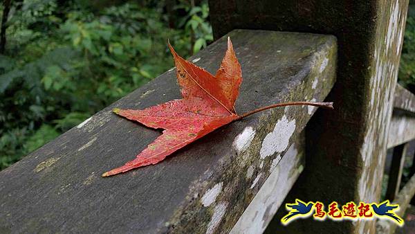 淡蘭山徑暖東舊道-頂子寮山-五分山-西峰-荖寮坑古道去回 (71).jpg