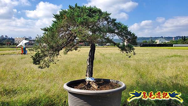 2025桃園花彩節-月眉休閒農業區 (13).jpg