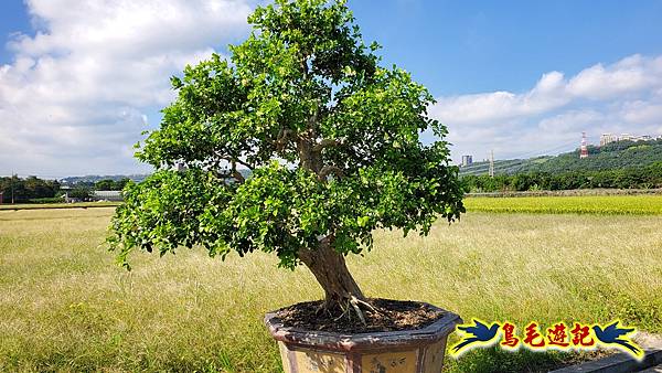 2025桃園花彩節-月眉休閒農業區 (15).jpg