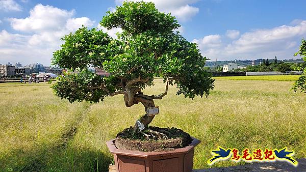 2025桃園花彩節-月眉休閒農業區 (14).jpg 2025桃園花彩節-月眉休閒農業區 (14).jpg