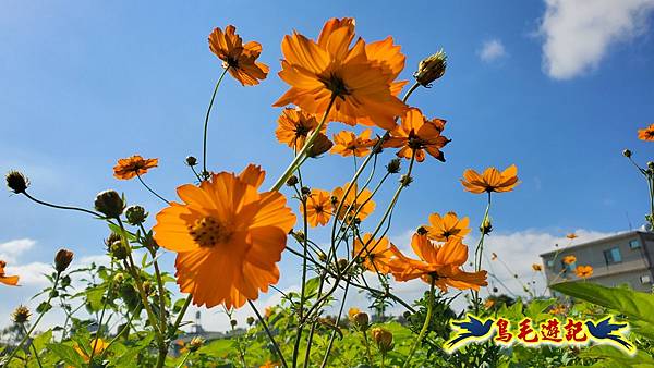 2025桃園花彩節-月眉休閒農業區 (24).jpg 2025桃園花彩節-月眉休閒農業區 (24).jpg