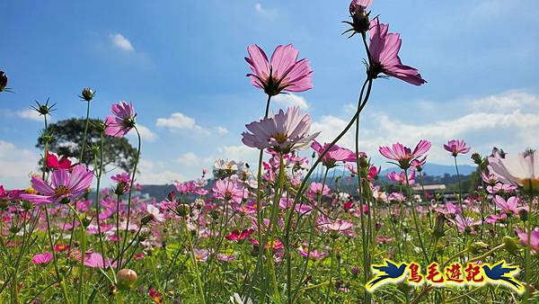 2025桃園花彩節-月眉休閒農業區 (28).jpg 2025桃園花彩節-月眉休閒農業區 (28).jpg