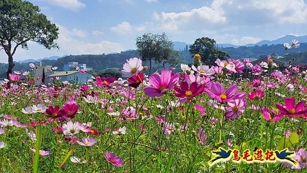 2025桃園花彩節-月眉休閒農業區 (26).jpg 2025桃園花彩節-月眉休閒農業區 (26).jpg