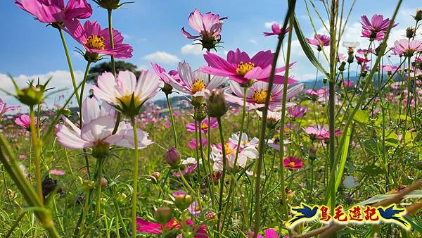 2025桃園花彩節-月眉休閒農業區 (25).jpg