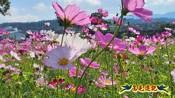 2025桃園花彩節-月眉休閒農業區 (27).jpg