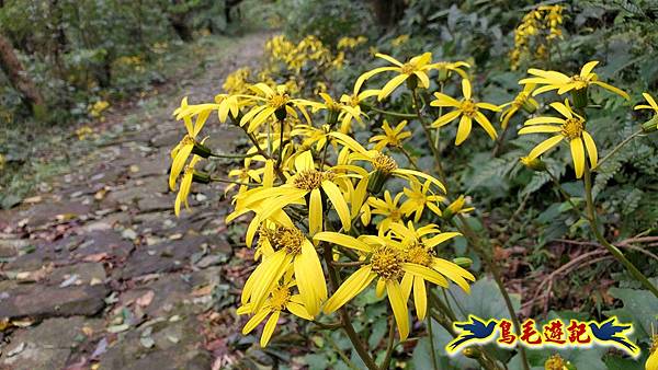 北投清天宮-面天山-向天山-向天池-興福寮步道-真聖宮 (20).jpg 北投清天宮-面天山-向天山-向天池-興福寮步道-真聖宮 (20).jpg