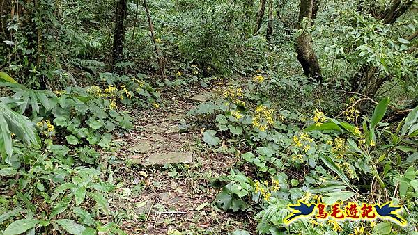 北投清天宮-面天山-向天山-向天池-興福寮步道-真聖宮 (23).jpg