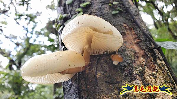 北投清天宮-面天山-向天山-向天池-興福寮步道-真聖宮 (26).jpg 北投清天宮-面天山-向天山-向天池-興福寮步道-真聖宮 (26).jpg