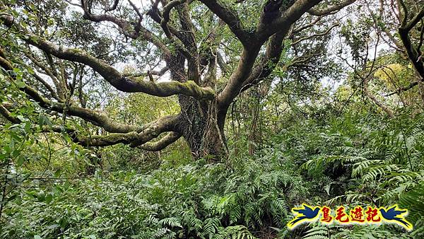 北投清天宮-面天山-向天山-向天池-興福寮步道-真聖宮 (27).jpg