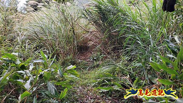 北投清天宮-面天山-向天山-向天池-興福寮步道-真聖宮 (32).jpg 北投清天宮-面天山-向天山-向天池-興福寮步道-真聖宮 (32).jpg