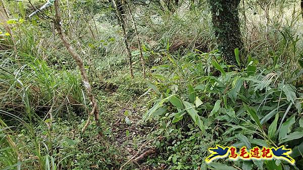 北投清天宮-面天山-向天山-向天池-興福寮步道-真聖宮 (33).jpg