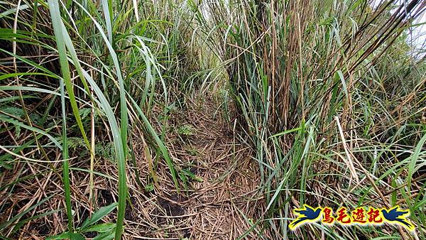 北投清天宮-面天山-向天山-向天池-興福寮步道-真聖宮 (36).jpg 北投清天宮-面天山-向天山-向天池-興福寮步道-真聖宮 (36).jpg