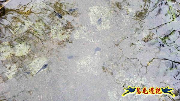 北投清天宮-面天山-向天山-向天池-興福寮步道-真聖宮 (60).jpg