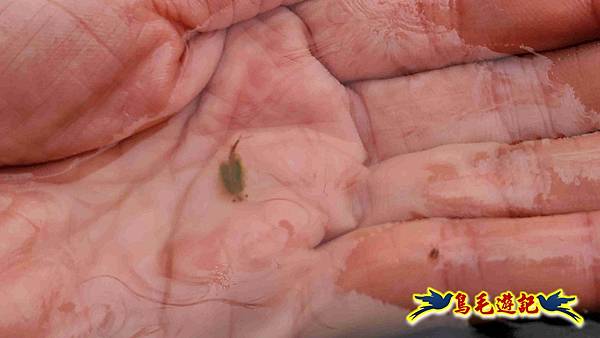 北投清天宮-面天山-向天山-向天池-興福寮步道-真聖宮 (61).jpg 北投清天宮-面天山-向天山-向天池-興福寮步道-真聖宮 (61).jpg