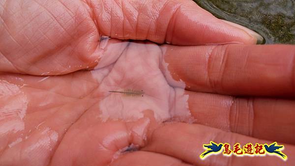 北投清天宮-面天山-向天山-向天池-興福寮步道-真聖宮 (63).jpg