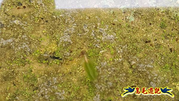 北投清天宮-面天山-向天山-向天池-興福寮步道-真聖宮 (62).jpg 北投清天宮-面天山-向天山-向天池-興福寮步道-真聖宮 (62).jpg