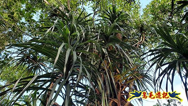 灰窯橋-善覺寺-畝畝山北稜線-畝畝山-石硿子古道-灰窯大小瀑布O形 (24).jpg