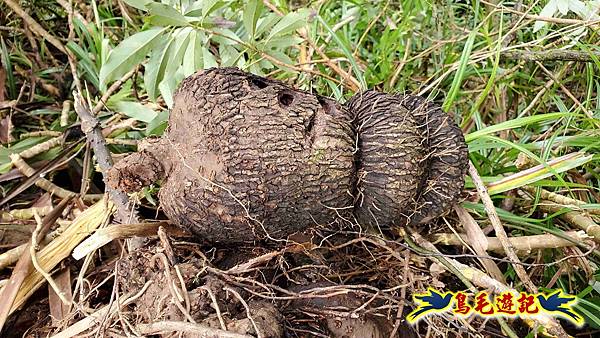 灰窯橋-善覺寺-畝畝山北稜線-畝畝山-石硿子古道-灰窯大小瀑布O形 (33).jpg