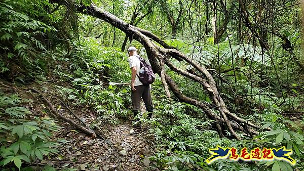 灰窯橋-善覺寺-畝畝山北稜線-畝畝山-石硿子古道-灰窯大小瀑布O形 (52).jpg