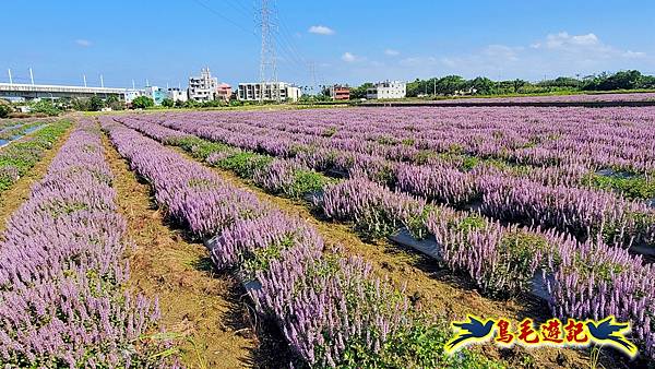 2025桃園仙草嘉年華 (10).jpg