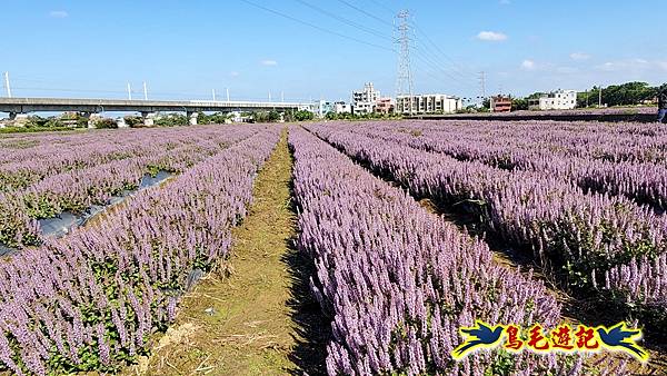 2025桃園仙草嘉年華 (11).jpg