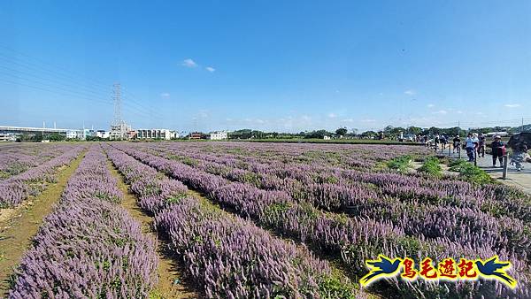 2025桃園仙草嘉年華 (15).jpg