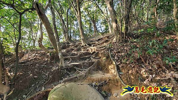 楊梅福人步道-莊迷糊-保甲古道-東森山林步道8形 (15).jpg