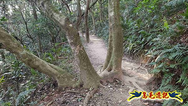 楊梅福人步道-莊迷糊-保甲古道-東森山林步道8形 (30).jpg 楊梅福人步道-莊迷糊-保甲古道-東森山林步道8形 (30).jpg