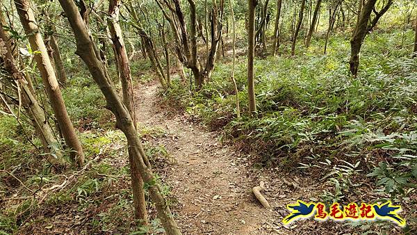楊梅福人步道-莊迷糊-保甲古道-東森山林步道8形 (53).jpg