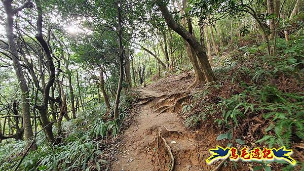 楊梅福人步道-莊迷糊-保甲古道-東森山林步道8形 (51).jpg