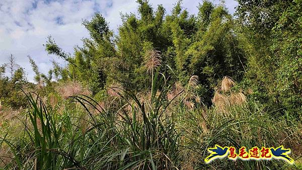 楊梅福人步道-莊迷糊-保甲古道-東森山林步道8形 (54).jpg 楊梅福人步道-莊迷糊-保甲古道-東森山林步道8形 (54).jpg