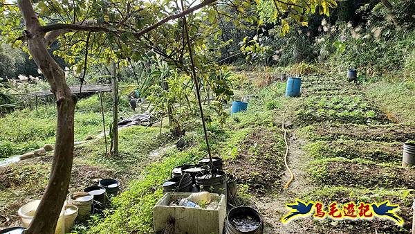 楊梅福人步道-莊迷糊-保甲古道-東森山林步道8形 (55).jpg